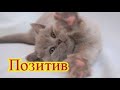 Смешное про животных|Приколы с котами| Видео про котов| Кошки|Позитив|Создай себе хорошее настроение