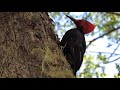 Pájaro Carpintero  Gigante,Bariloche Patagonia Argentina.