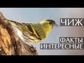 Чиж - интересные факты