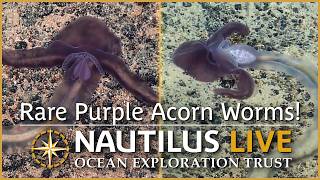 Rare Purple Acorn Worms in the Deep-Sea of the Marianas! | Nautilus Live