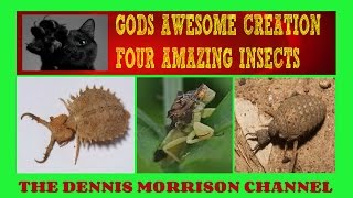 GOD'S AWESOME CREATION: FOUR INSECTS PROVE EVOLUTION A LIE