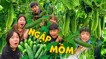 Thái Chuối Dẫn Trẻ Trâu Đại Náo Vườn Dưa Tìm Vua Ăn Dưa Chuột