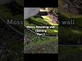 Pressure washing a very mossy wall short,Part 1. #asmr #satisfying, #powerwashing, #short,