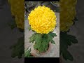 💛🥰#beautiful#love #flowers