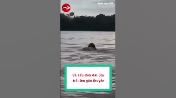 Cá sấu đen dài 5m trồi lên gần thuyền #shorts  #tin