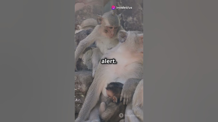 Monkeys on the Loose in South Carolina! #monkey  #southcarolina #alphagenesis