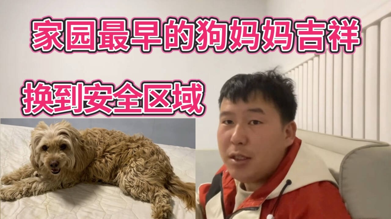 2026-2-25 Stray dog hone 基地的第一只泰迪吉祥被其它狗狗欺负，没办法只能把它送到了安全的区域。