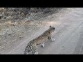 2025 7 19 Am Meet Ndzanzeni Leopard Londolozi 2025 7 19 Am Meet Ndzanzeni Leopard Londolozi