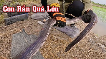 Tôi Đã Săn Được Hàng Khủng Nhưng Bị Tr.ộm Bẫy Quá Nhiều # CSBR # 436