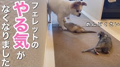 犬とイタチと暮らす Youtube 犬とイタチと暮らす Youtube