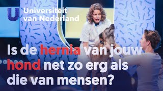 Is de hernia van jouw hond net zo erg als die van mensen?