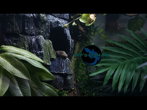 Video: Nocturnal Cob