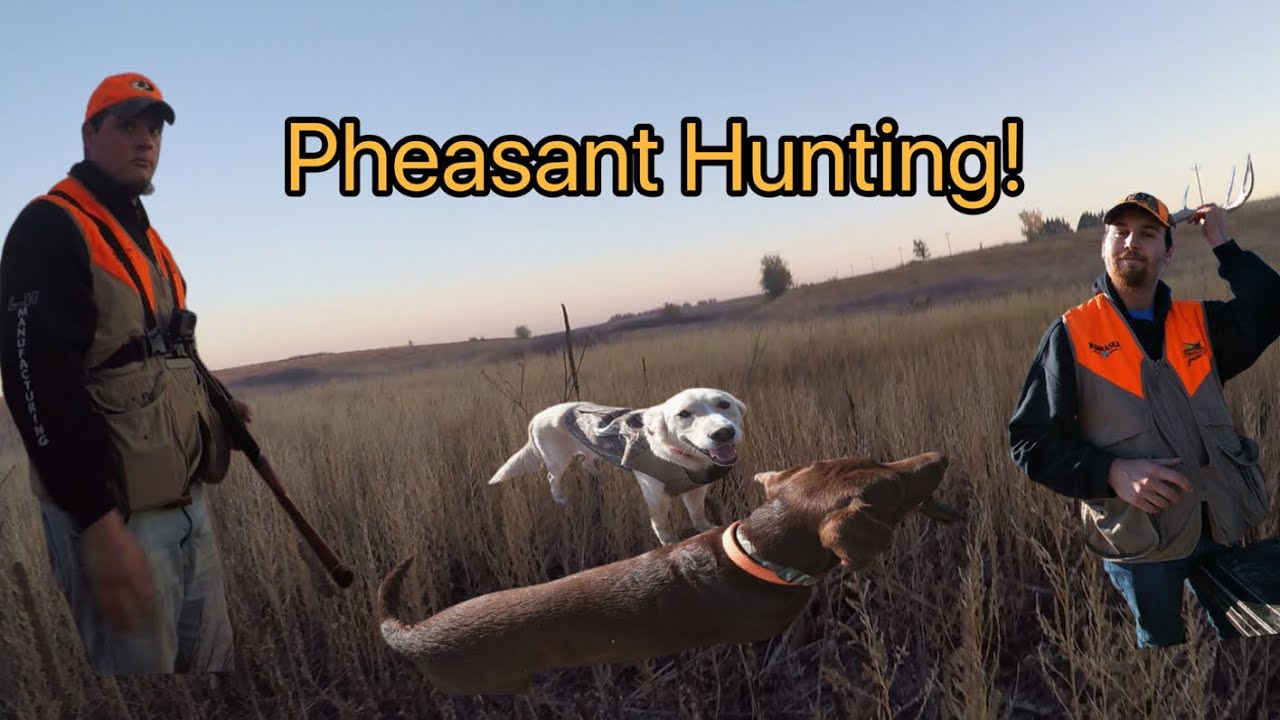 Pheasant Hunting! YouTube