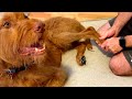 LIMPING DOG gets a CHIROPRACTIC ADJUSTMENT!