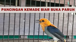 Suara burung cabe gacor PIKAT‼️ TERAPI ampuh buat mikat kemade jantan betina agar cepat bunyi BIRAHI