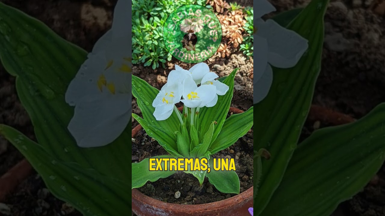 🌸 “Weldenia candida: La Flor Mágica Que Nace en Volcanes” 🌋✨