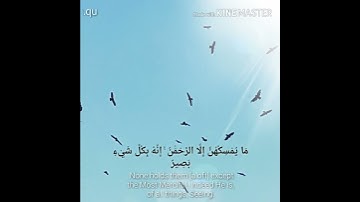 من أجمل تلاوات القارئ محمد النقيب لسورة الملك surat al-mulk mohammed al naqib