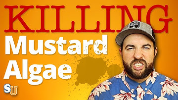 How to Get Rid of YELLOW MUSTARD ALGAE in a POOL