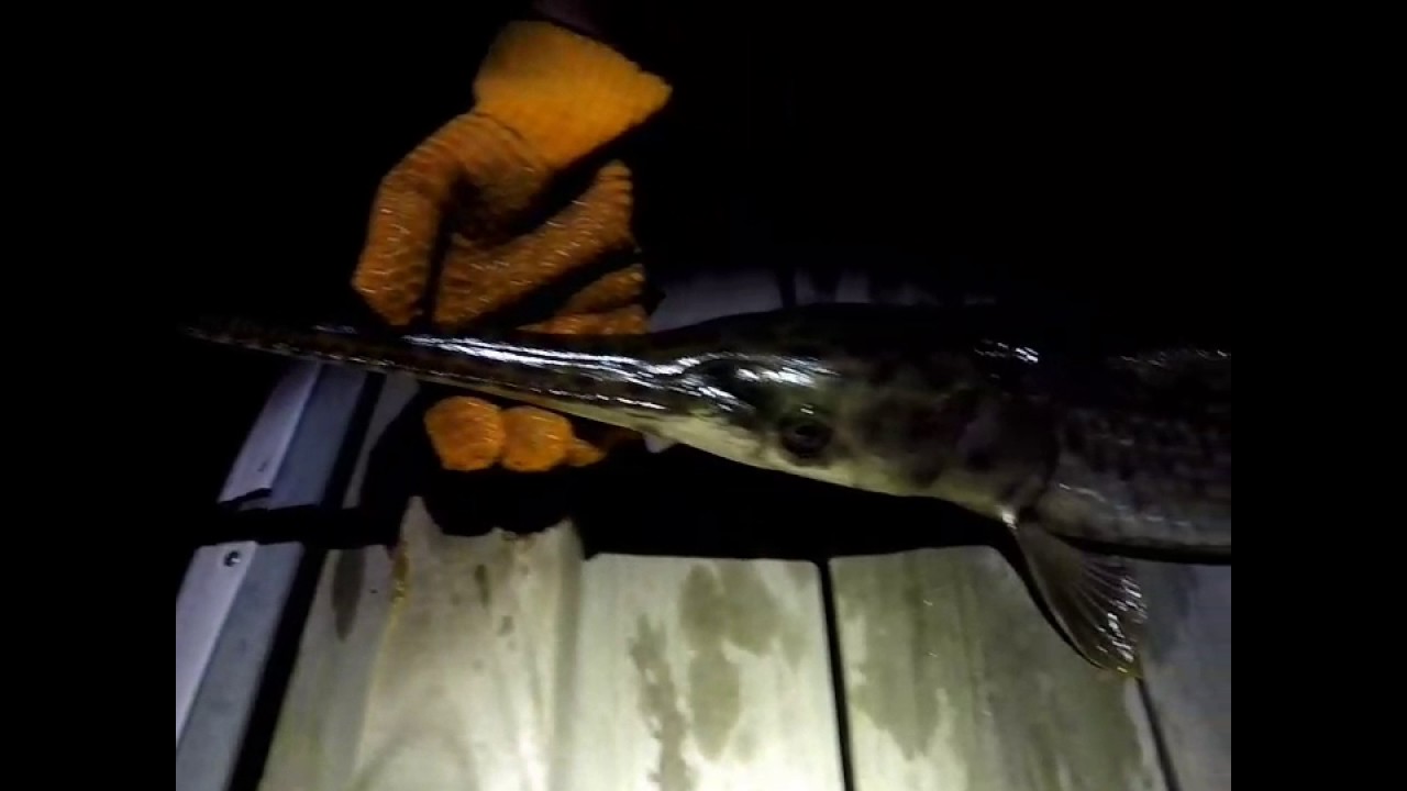 Big longnose gar caught at Lewis Smith Lake, Alabama. YouTube