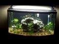 46 Gallon Bow Front Aquarium 2012-11-14.mp4