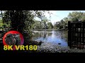 8K VR180 BAMBOO FOREST a lovely day for baby birds to play in the water 3D (Travel/Lego/ASMR/Music)