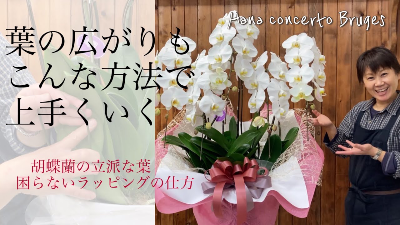 胡蝶蘭5本立のラッピング　葉の広がりもこんな方法でうまくいく