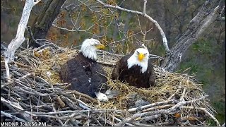 MN DNR ~ RARE Bald Eagle DUAL BROODING Of Chicks! Mom Pushes E2 Underneath Her Protecting From Rain!