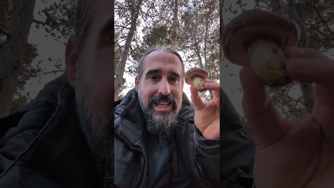 Suillus luteus. Seta deliciosa, pero que hay que limpiar