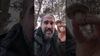 Suillus luteus. Seta deliciosa, pero que hay que limpiar