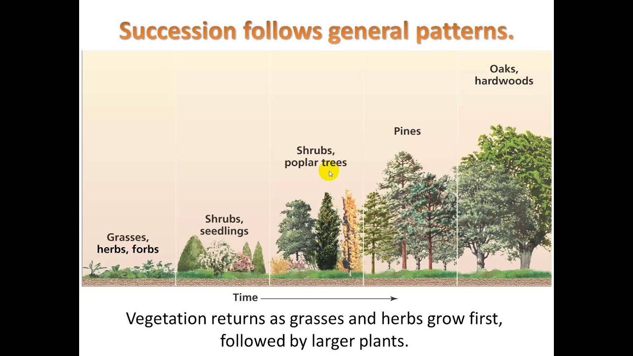 Video 2.4 Ecological succession - YouTube