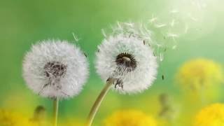 Download Lagu Silent Emotions MP3