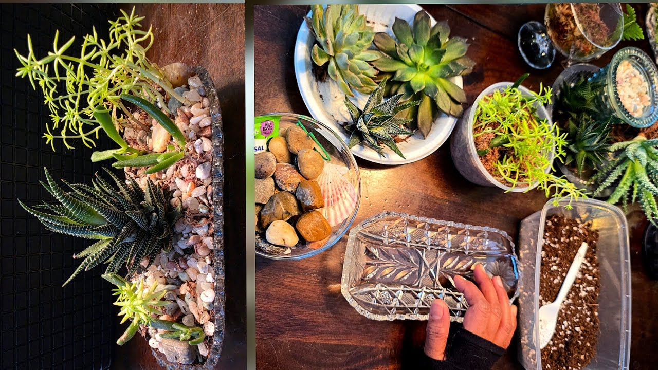 Plant Addicts Tips is live! Prepare a succulent tray with me 🙂💖