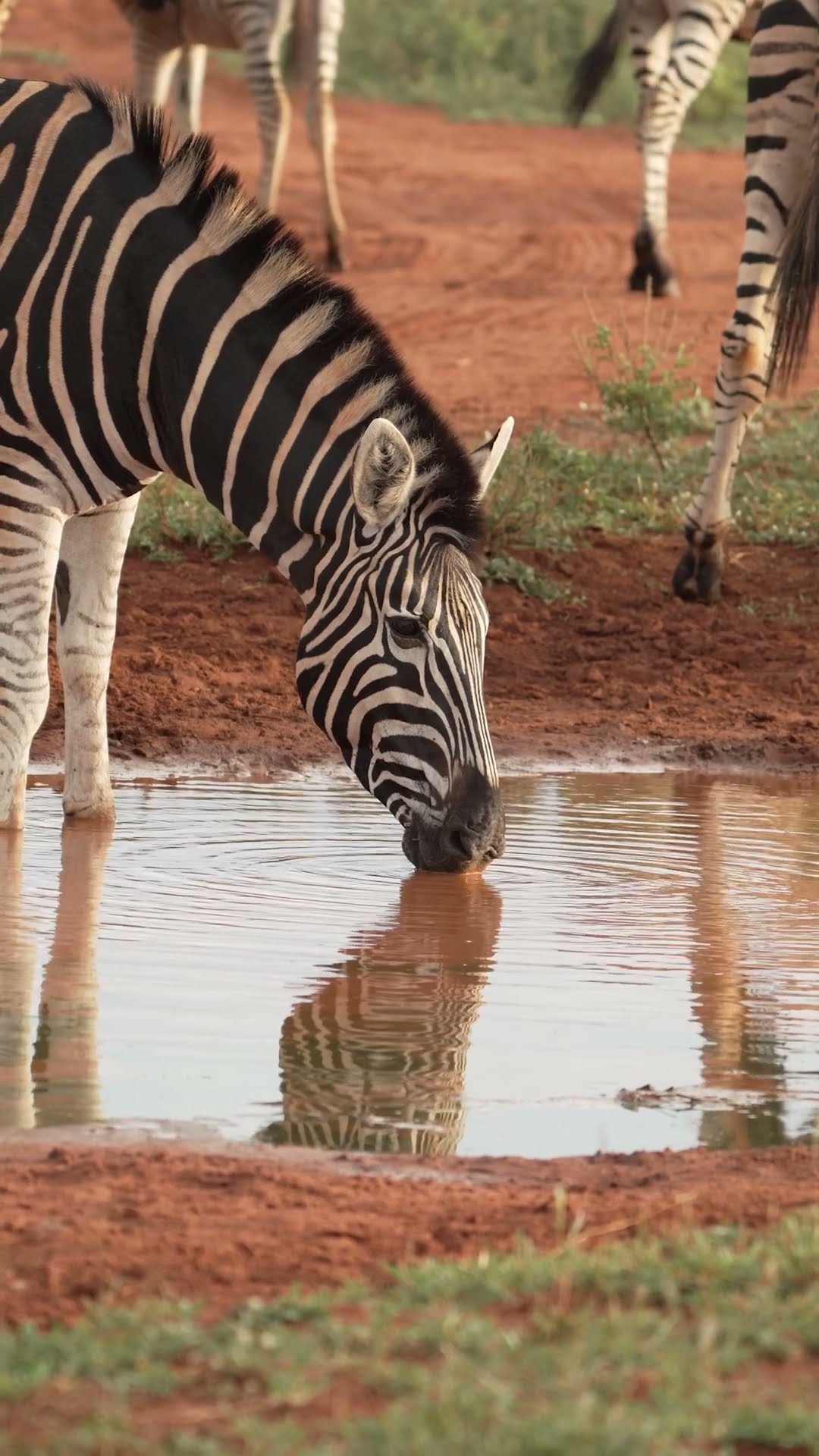 It's all there in black and white! ⚫️⚪️ #Zebra #Africa #Safari #Wildlife