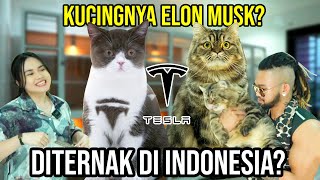 GA MUNGKIN!! KUCINGNYA ELON MUSK DITERNAK DI INDONESIA? #AudreyA #KINGOFTHEJUNGLE
