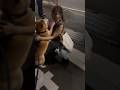 柴犬福 姉と外で会った時の柴犬🤣Sister and Shiba🤣#shorts #姉と柴 #funny #funnydog #dogshorts #shiba #柴犬 #시바견