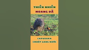 Loài Vật Thân Thiện Trong Thiên Nhiên Hoang Dã - Chuột Lang Nước