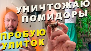 Пробую Улиток. Уничтожаю Помидоры. Dzenvlog Из Германии.