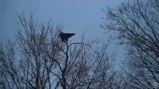 Decorah Eagles flying on and off maple tree and snowflakes 12 15 2017