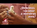 Vacuna contra la viruela aviar | Plan de vacunación en gallinas |  Granja San Lucas