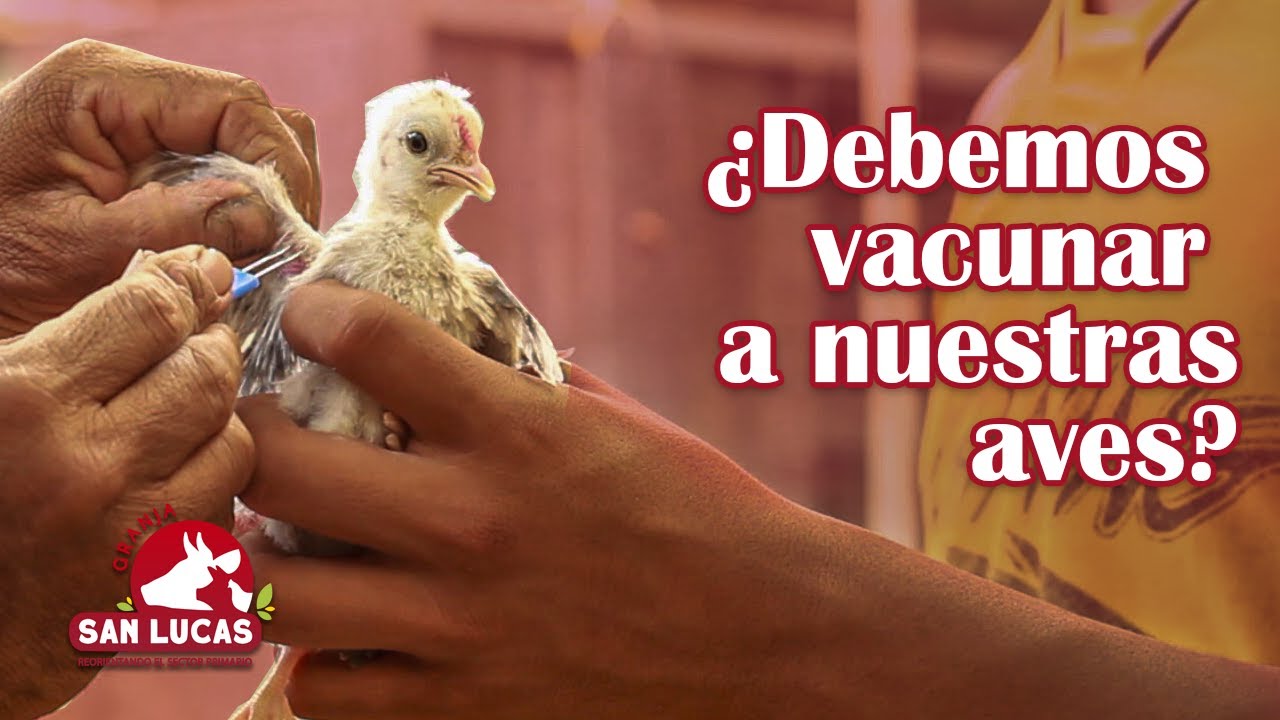 Vacuna contra la viruela aviar | Plan de vacunación en gallinas |  Granja San Lucas
