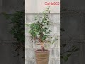 AHEAD Thailand Commiphora Holtziana CoHz002 Graceful Elegance in Semi-Cascade Form #Commiphora