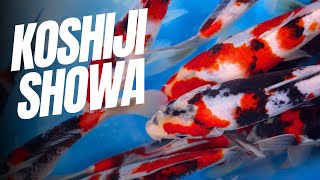 The Allure of Kase Showa: Koshiji Koi Farm's Hidden Treasures