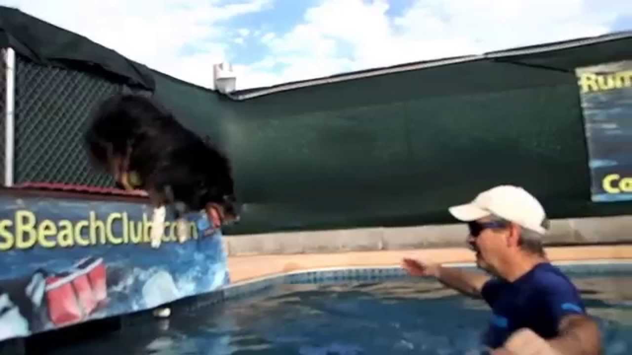 australian shepherd jumping fence australian shepherd brodie jumps off dock into swimming pool for australian shepherd jumping fence australian shepherd brodie jumps off dock into swimming pool for