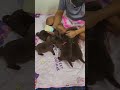 #cocoสายอม #ได้เวลากินนมเข้านอนแล้วค้าบ #หมาตลก #หมาน่ารัก #หมาแสนรู้ #ทาสหมา #labradorretriever 2