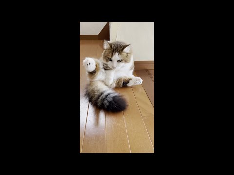 猫がY字で毛繕いする謎のスポットw【 #Shorts 】