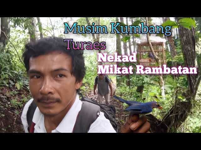 Nekad Mikat Rambatan Di Musim Kumbang Turaes class=