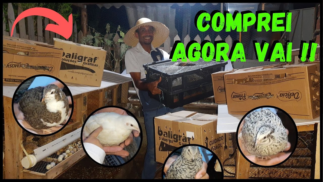 Dobrando Investimento em Codornas Gigantes+Novas Matrizes @TILAPIA Minha Vida ! #sustentabilidade