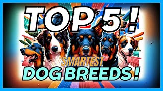 Top 5 Most Intelligent Dog Breeds 🐾🧠 | Unleash the Genius in Your Furry Friend! by Dorin - Training with Mali 3,218 views 4 months ago 4 minutes, 45 seconds