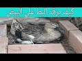 كيف تجعل البط يرقد على البيض