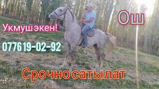 Жылкы сатылат. Срочно! Укмуш ат экен!!!